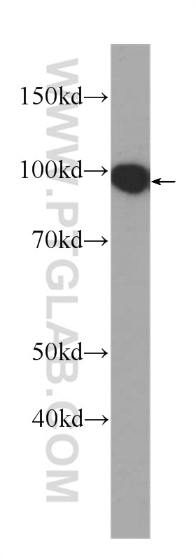 Western Blot (WB) analysis of SH-SY5Y cells using VCP Monoclonal antibody (60316-1-Ig)