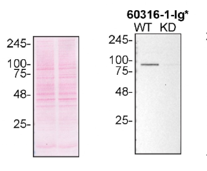 Western Blot (WB) analysis of U2OS cells using VCP Monoclonal antibody (60316-1-Ig)