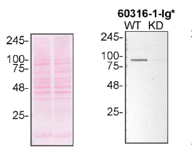 WB analysis of U2OS using 60316-1-Ig