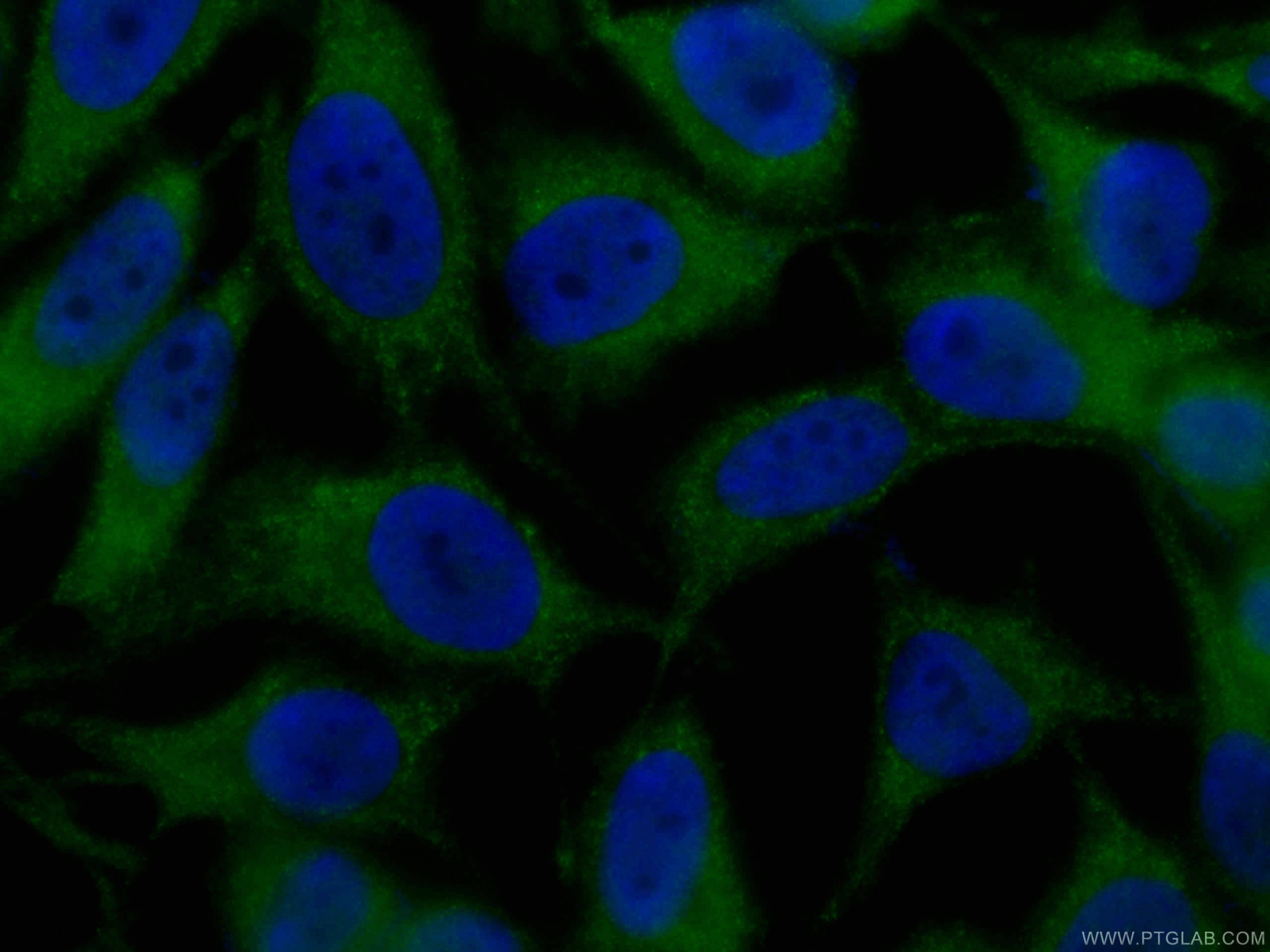 Immunofluorescence (IF) / fluorescent staining of HeLa cells using CoraLite® Plus 488-conjugated VCP Monoclonal antib (CL488-60316)