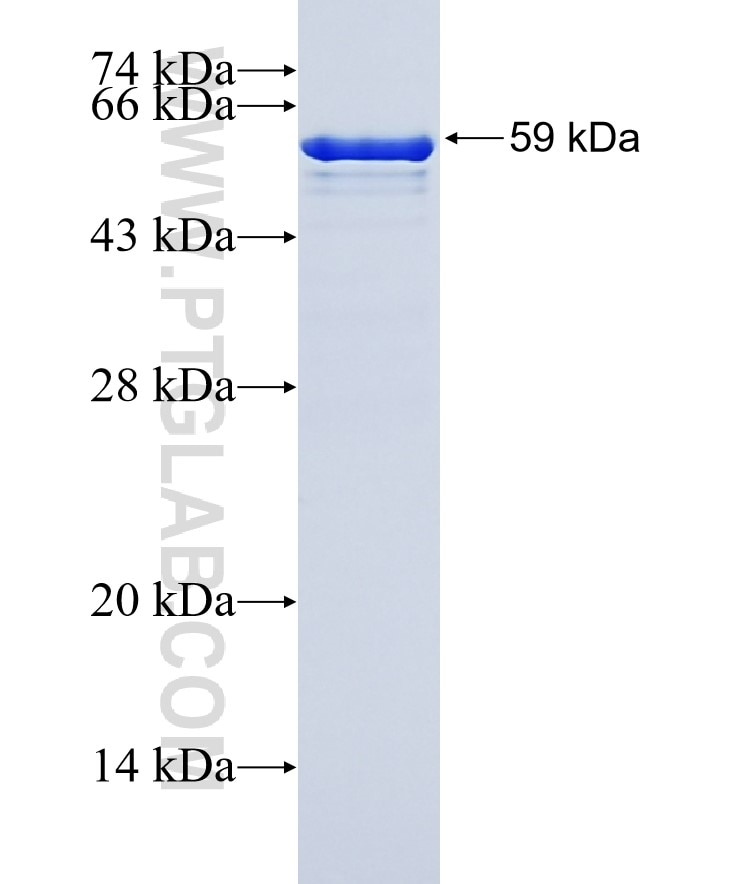 VCP fusion protein Ag1002 SDS-PAGE