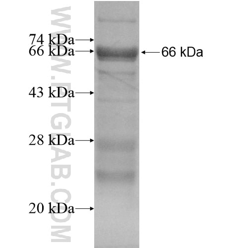 VCPIP1 fusion protein Ag12035 SDS-PAGE