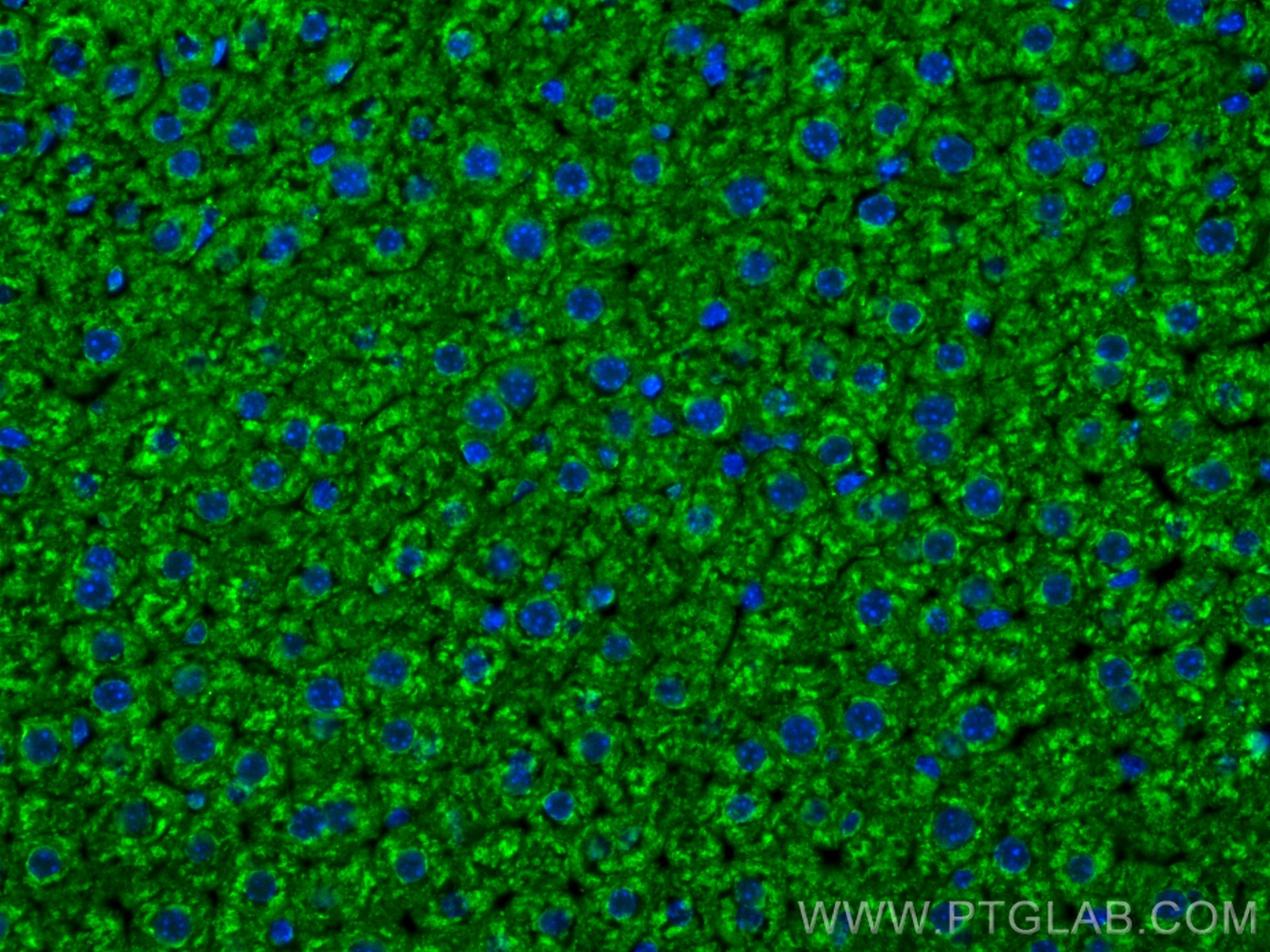 Immunofluorescence (IF) / fluorescent staining of mouse liver tissue using CoraLite® Plus 488-conjugated VDAC1/2 Polyclonal a (CL488-10866)