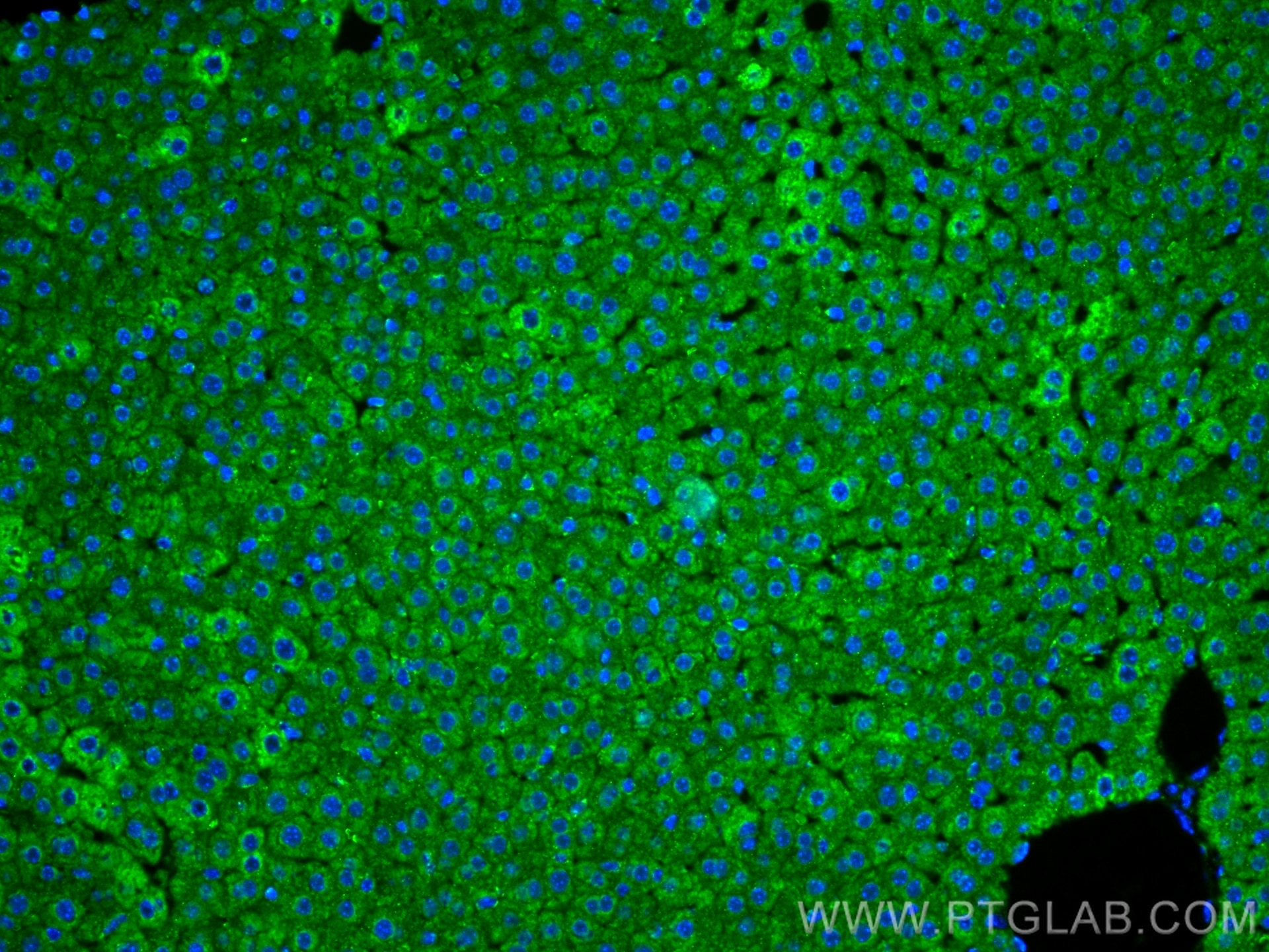 Immunofluorescence (IF) / fluorescent staining of mouse liver tissue using VDAC1/2 Polyclonal antibody (10866-1-AP)