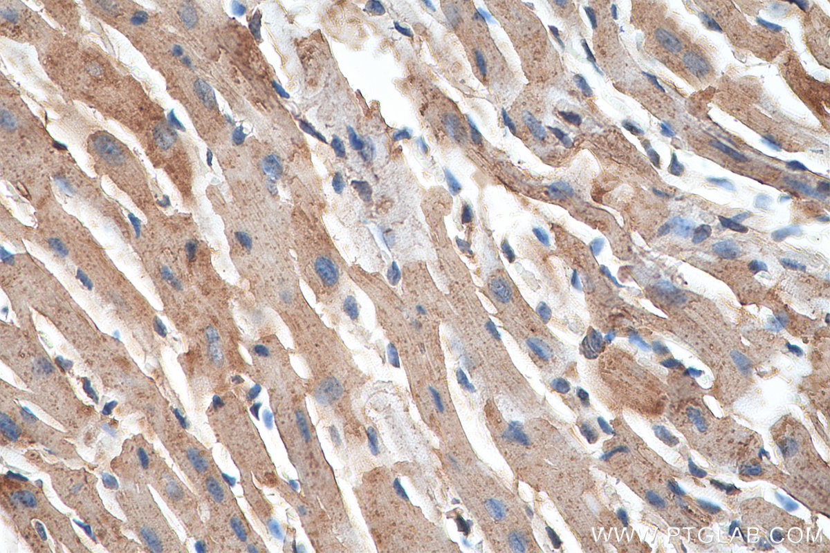 IHC staining of mouse heart using 10866-1-AP