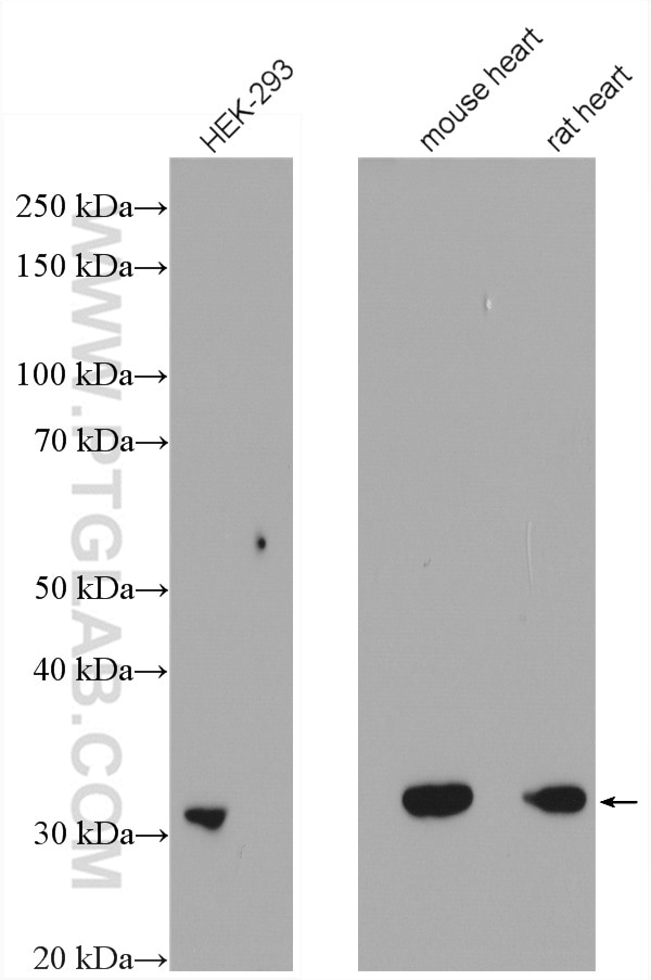 Western Blot (WB) analysis of various lysates using VDAC1/2 Polyclonal antibody (10866-1-AP)