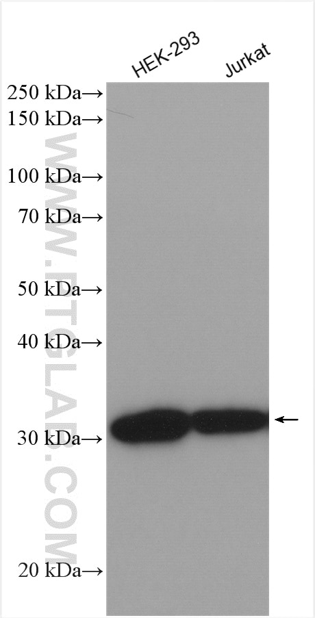 Western Blot (WB) analysis of various lysates using VDAC1/2 Polyclonal antibody (10866-1-AP)