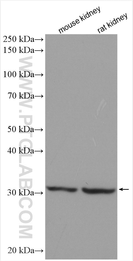 Western Blot (WB) analysis of various lysates using VDAC1/2 Polyclonal antibody (10866-1-AP)