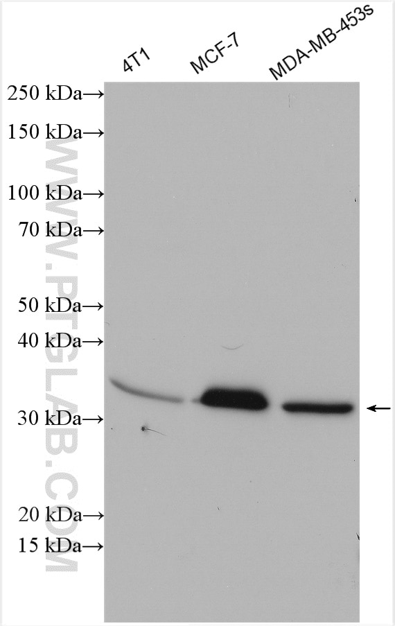 Western Blot (WB) analysis of various lysates using VDAC1/2 Polyclonal antibody (10866-1-AP)