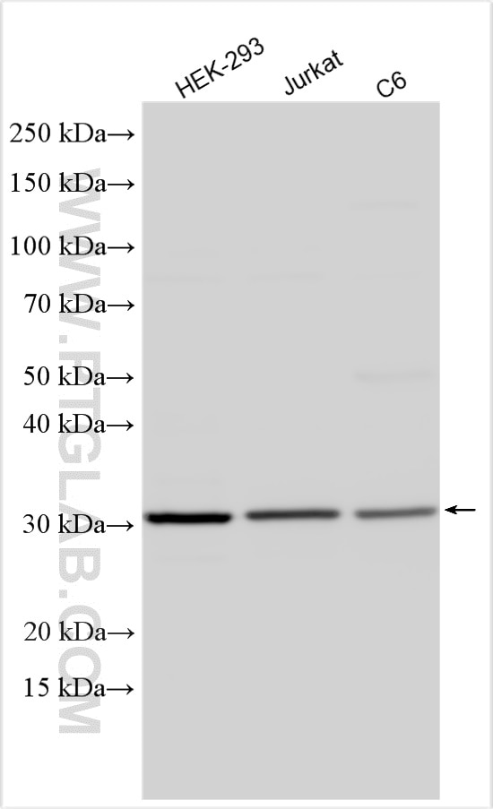 Western Blot (WB) analysis of various lysates using VDAC1/2 Polyclonal antibody (10866-1-AP)