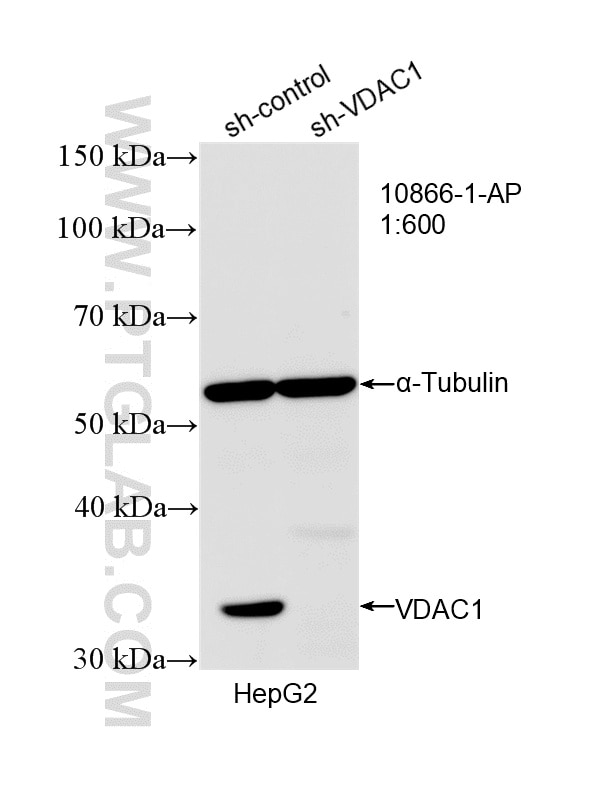 WB result of VDAC1/2 antibody (10866-1-AP; 1:600; incubated at room temperature for 1.5 hours) with sh-Control and sh-VDAC1/2 transfected HepG2 cells. Western Blot (WB) analysis of HepG2 cells using VDAC1/2 Polyclonal antibody (10866-1-AP)