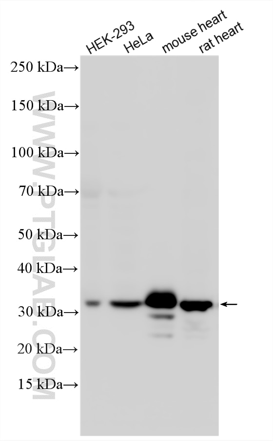 WB analysis using 10866-1-AP Western Blot (WB) analysis of various lysates using VDAC1/2 Polyclonal antibody (10866-1-AP)