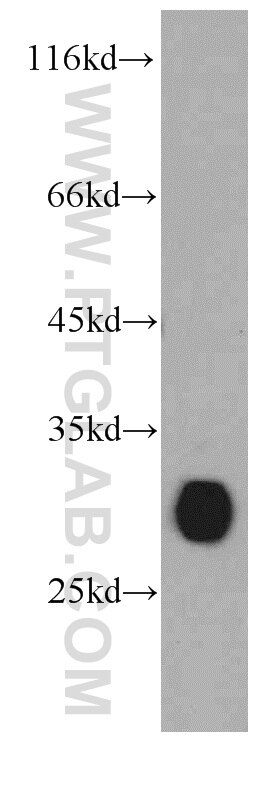 Western Blot (WB) analysis of DU 145 cells using VDAC1/2 Polyclonal antibody (10866-1-AP)