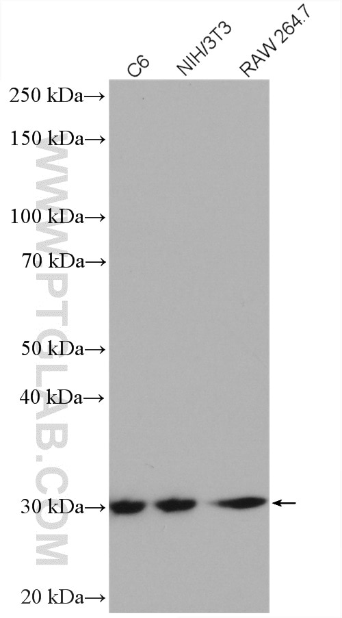 Western Blot (WB) analysis of various lysates using VDAC1/Porin Polyclonal antibody (55259-1-AP)