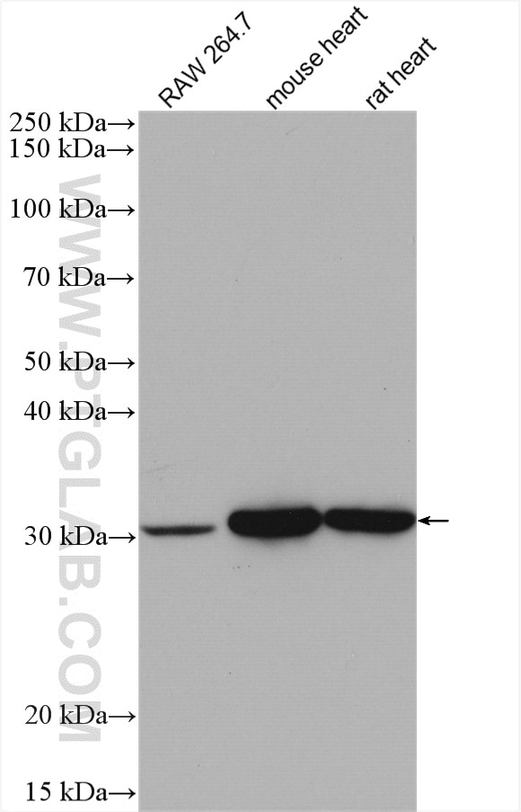 Western Blot (WB) analysis of various lysates using VDAC1/Porin Polyclonal antibody (55259-1-AP)