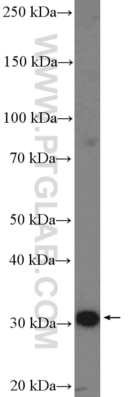 Western Blot (WB) analysis of mouse heart tissue using VDAC1/Porin Polyclonal antibody (55259-1-AP)