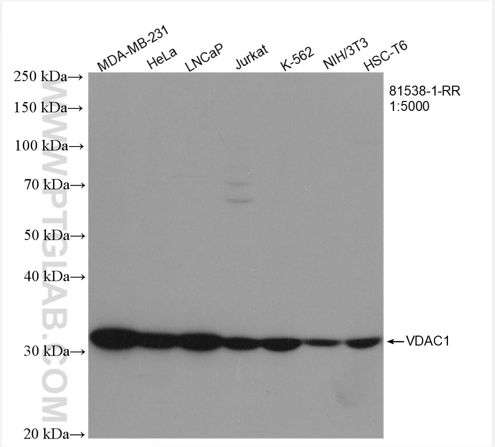 Western Blot (WB) analysis of various lysates using VDAC1/Porin Recombinant antibody (81538-1-RR)