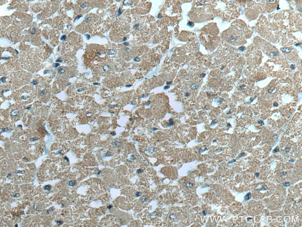 IHC staining of human heart using 66345-1-Ig