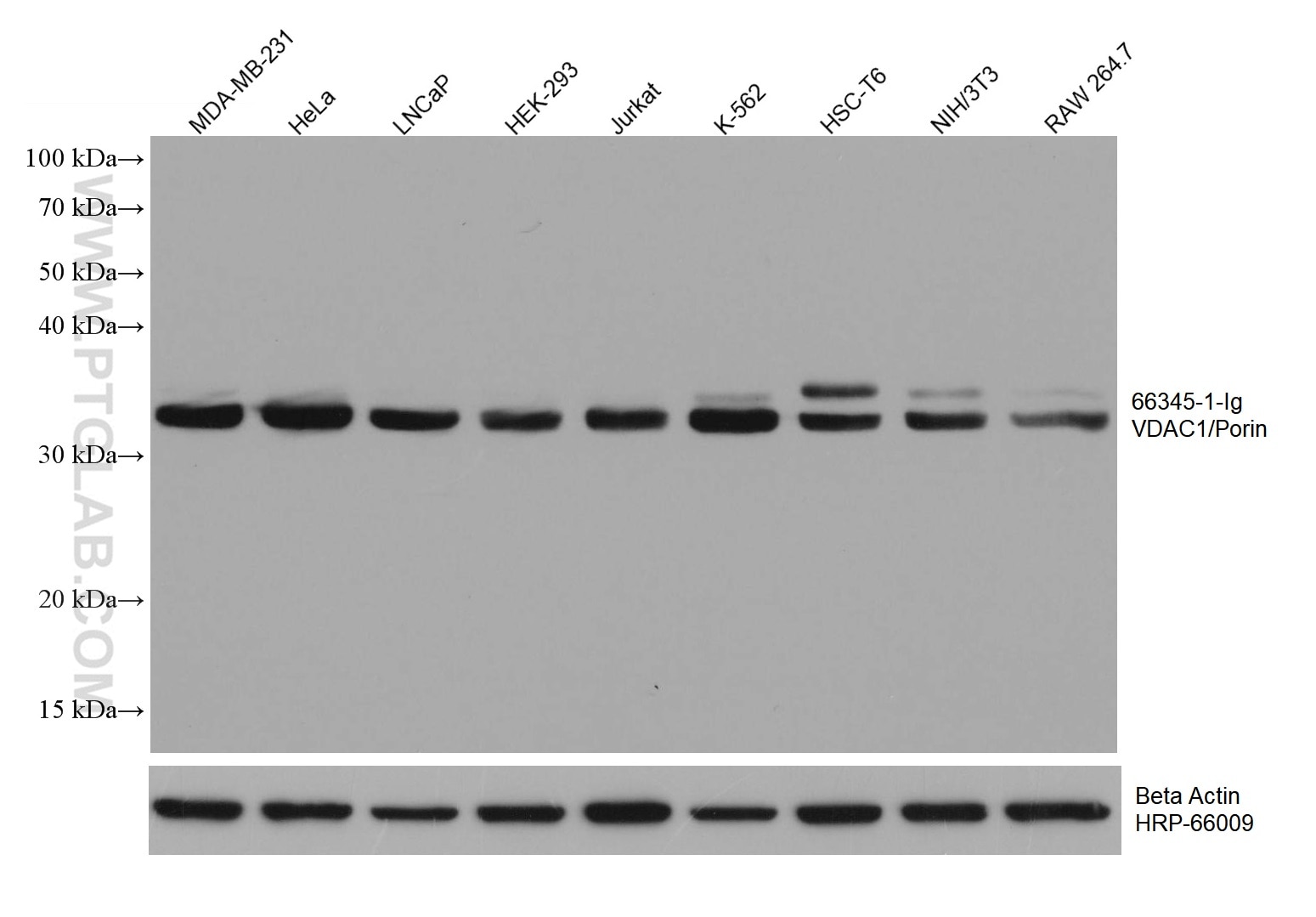 Western Blot (WB) analysis of various lysates using VDAC1/Porin Monoclonal antibody (66345-1-Ig)
