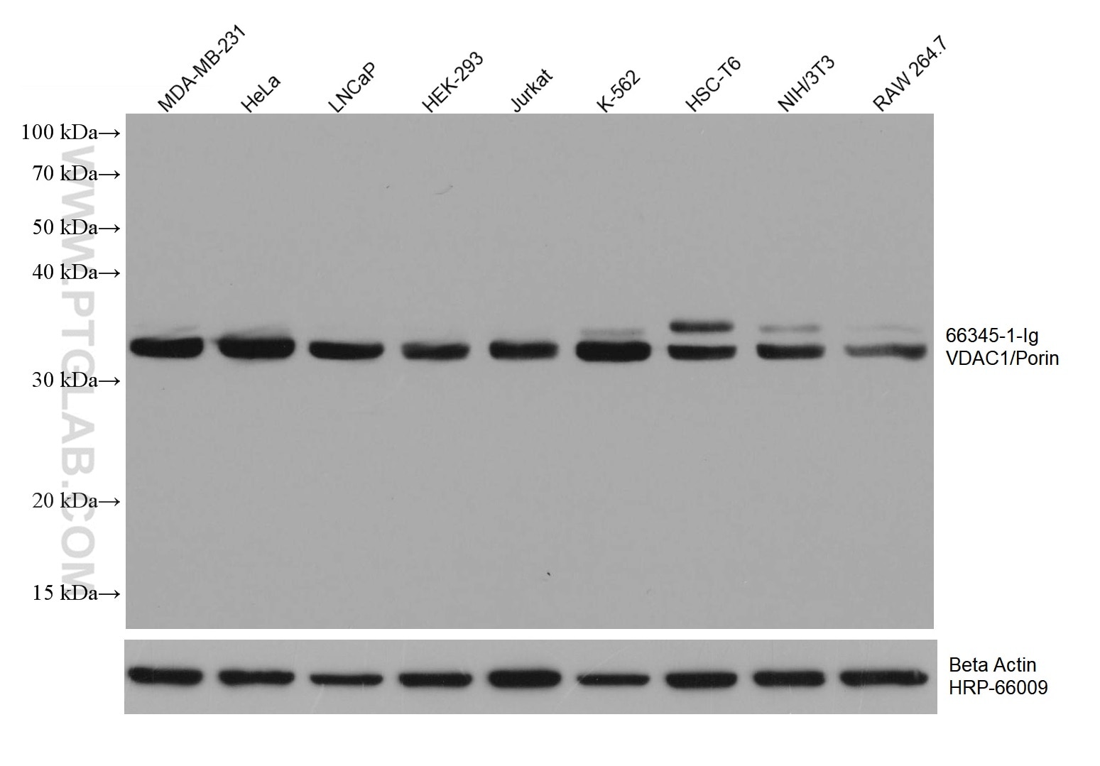 WB analysis using 66345-1-Ig