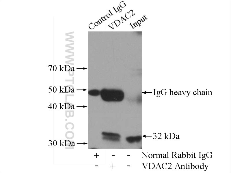 Immunoprecipitation (IP) experiment of mouse heart tissue using VDAC2 Polyclonal antibody (11663-1-AP)