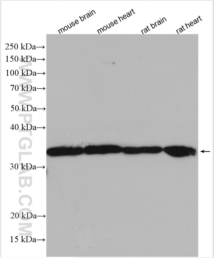 Western Blot (WB) analysis of various lysates using VDAC1/2/3 Polyclonal antibody (11663-1-AP)