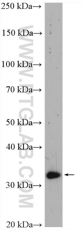 Western Blot (WB) analysis of HuH-7 cells using VDAC2 Polyclonal antibody (55261-1-AP)