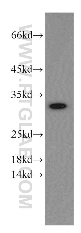 Western Blot (WB) analysis of HepG2 cells using VDAC2 Polyclonal antibody (55261-1-AP)