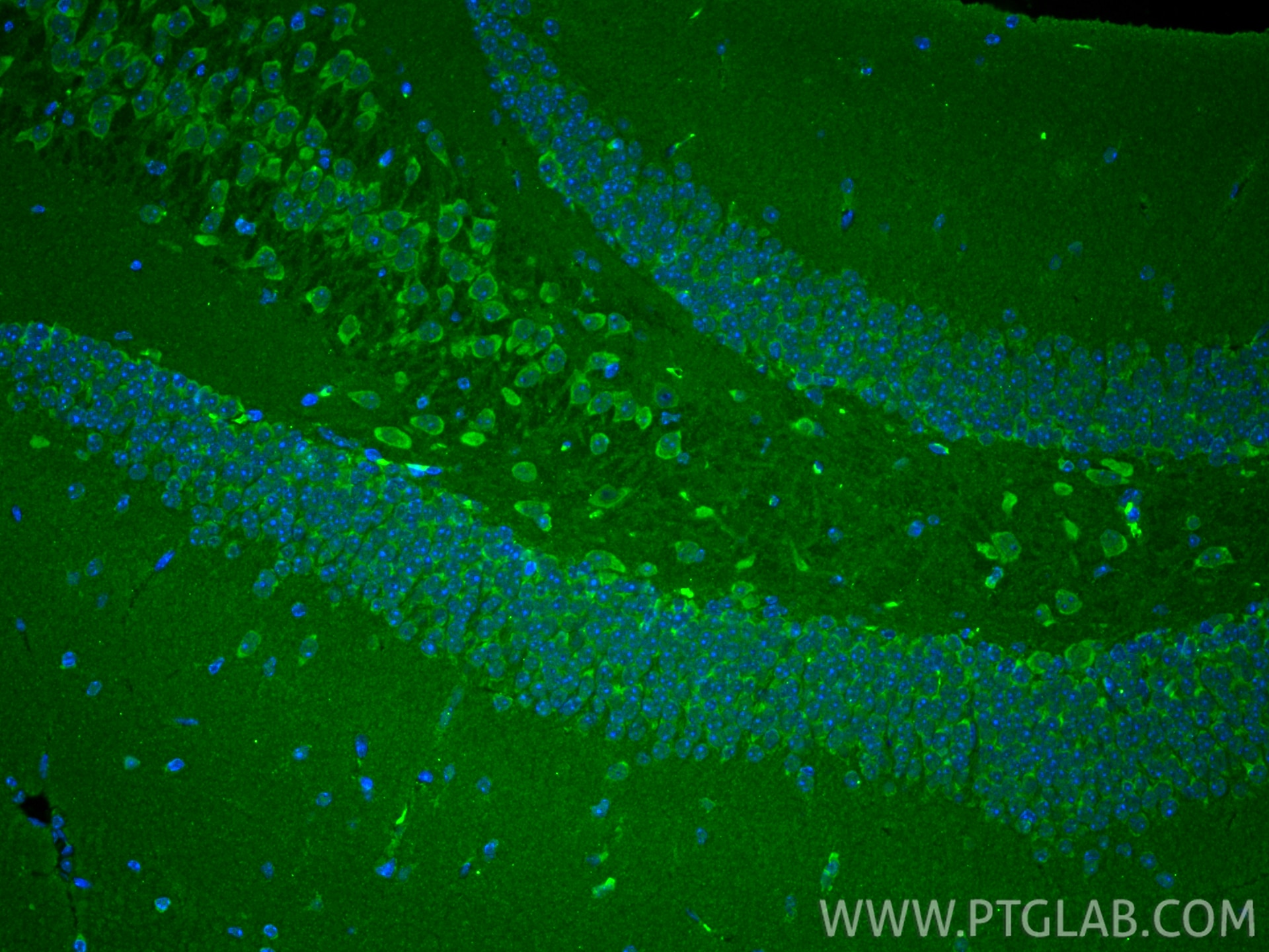 IF Staining of mouse brain using 66388-1-Ig Immunofluorescence (IF) / fluorescent staining of mouse brain tissue using VDAC2 Monoclonal antibody (66388-1-Ig)