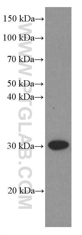 Western Blot (WB) analysis of HEK-293 cells using VDAC2 Monoclonal antibody (66388-1-Ig)