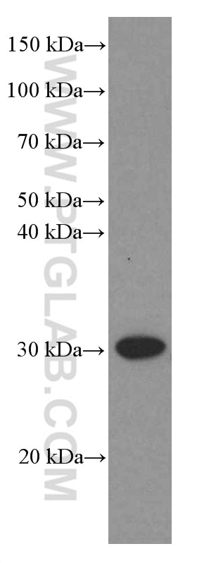 WB analysis of HEK-293 using 66388-1-Ig