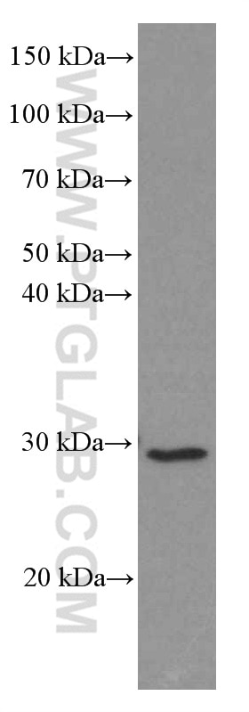 Western Blot (WB) analysis of ROS1728 cells using VDAC2 Monoclonal antibody (66388-1-Ig)