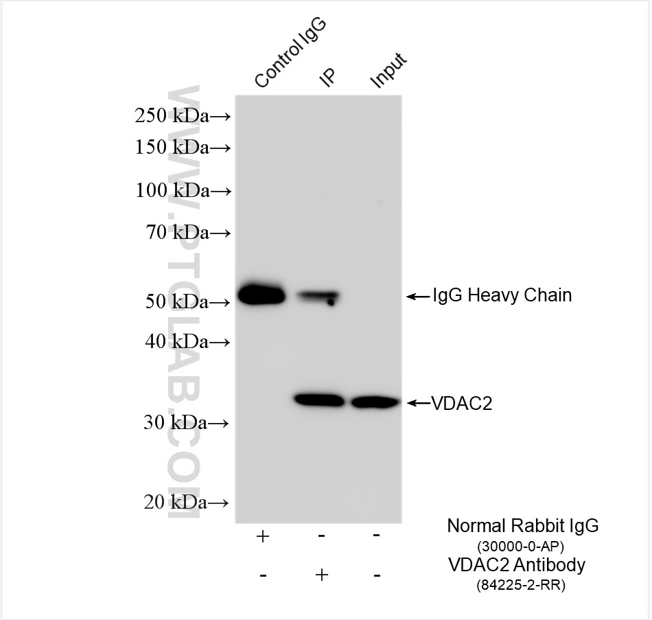 Immunoprecipitation (IP) experiment of HEK-293 cells using VDAC2 Recombinant antibody (84225-2-RR)