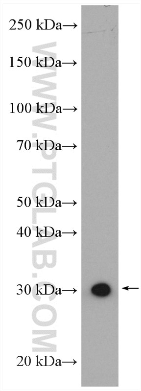 Western Blot (WB) analysis of mouse heart tissue using VDAC3 Polyclonal antibody (14451-1-AP)