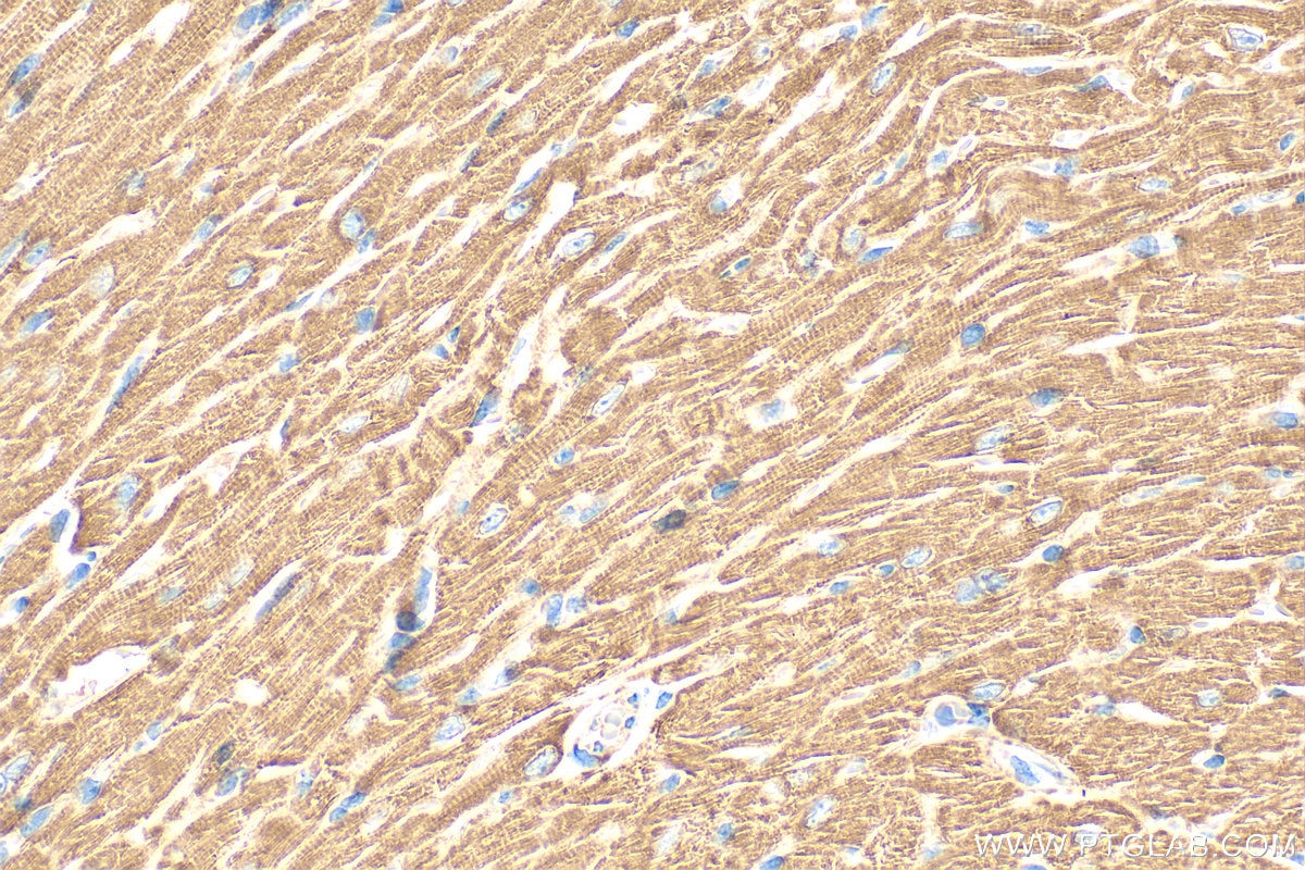 Immunohistochemistry (IHC) staining of mouse heart tissue using VDAC3 Polyclonal antibody (55260-1-AP)