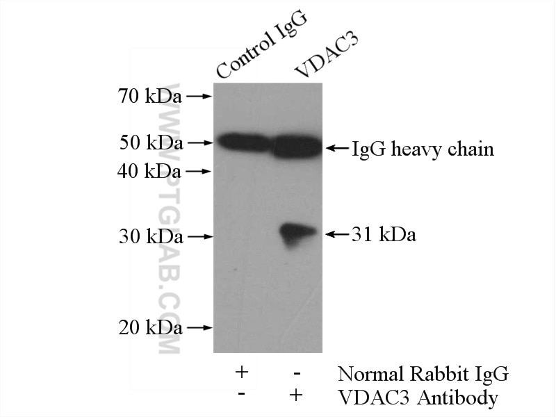 Immunoprecipitation (IP) experiment of mouse testis tissue using VDAC3 Polyclonal antibody (55260-1-AP)