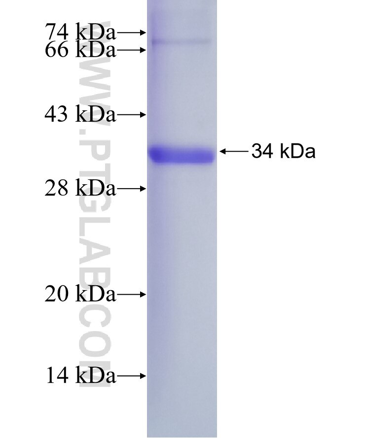 VDAC3 fusion protein Ag6056 SDS-PAGE