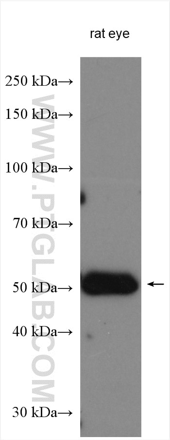 Western Blot (WB) analysis of rat eye tissue using Vitamin D binding protein Polyclonal antibody (16922-1-AP)