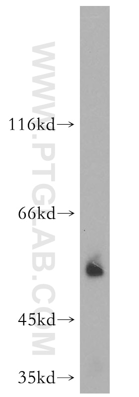 Western Blot (WB) analysis of mouse testis tissue using Vitamin D binding protein Polyclonal antibody (16922-1-AP)