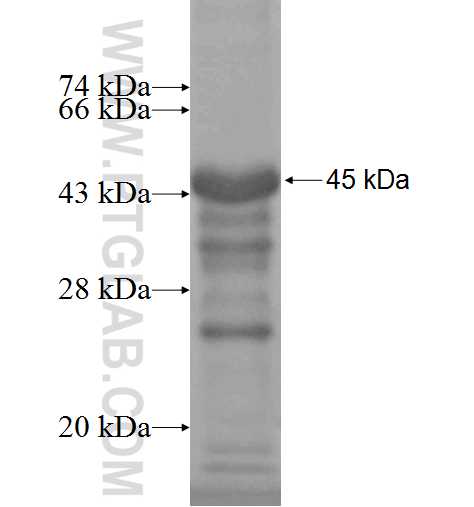 VDBP,GC fusion protein Ag9803 SDS-PAGE