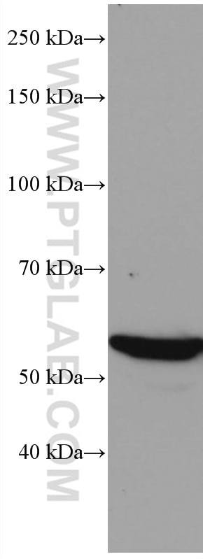 Western Blot (WB) analysis of HeLa cells using VDR Monoclonal antibody (67192-1-Ig)