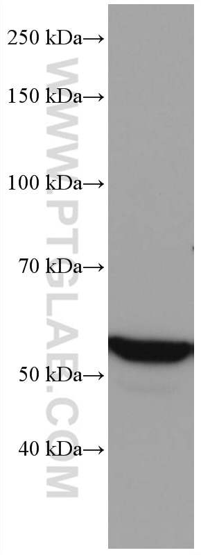 Western Blot (WB) analysis of HeLa cells using VDR Monoclonal antibody (67192-1-Ig)