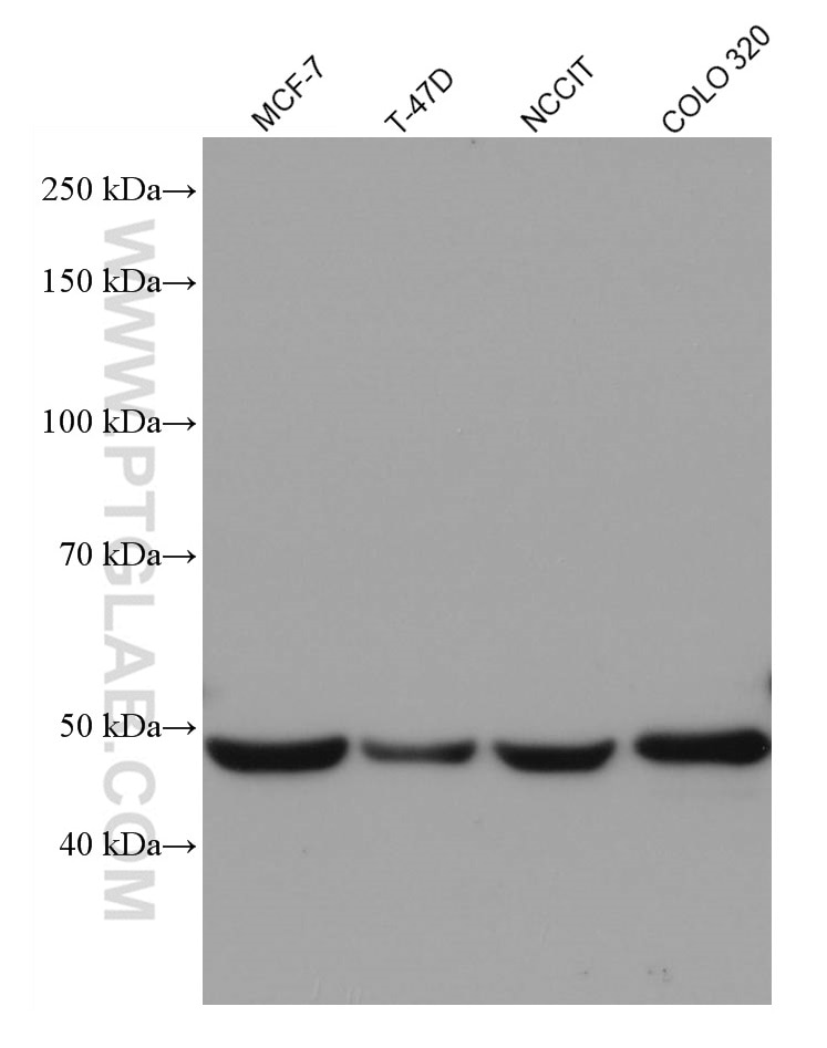 Western Blot (WB) analysis of various lysates using VDR Monoclonal antibody (67192-1-Ig)