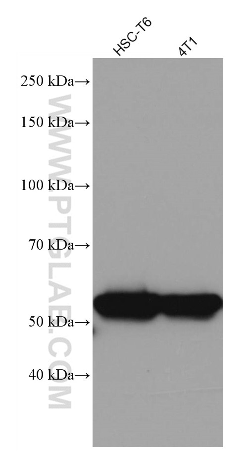 Western Blot (WB) analysis of various lysates using VDR Monoclonal antibody (67192-1-Ig)