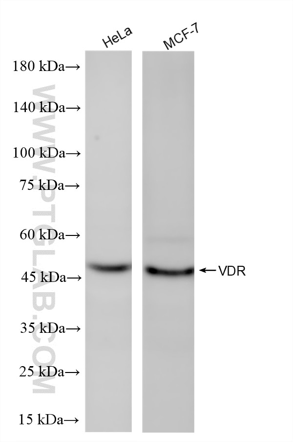 Various lysates were subjected to SDS PAGE followed by western blot with 87335-1-RR (VDR antibody) at dilution of 1:10000 incubated at room temperature for 1.5 hours. This data was developed using the same antibody clone with 87335-1-PBS in a different storage buffer formulation. Western Blot (WB) analysis of various lysates using VDR Recombinant monoclonal antibody (87335-1-RR)