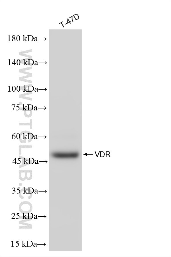 T-47D cell lysates were subjected to SDS PAGE followed by western blot with 87335-1-RR (VDR antibody) at dilution of 1:10000 incubated at room temperature for 1.5 hours. This data was developed using the same antibody clone with 87335-1-PBS in a different storage buffer formulation. Western Blot (WB) analysis of various lysates using VDR Recombinant monoclonal antibody (87335-1-RR)