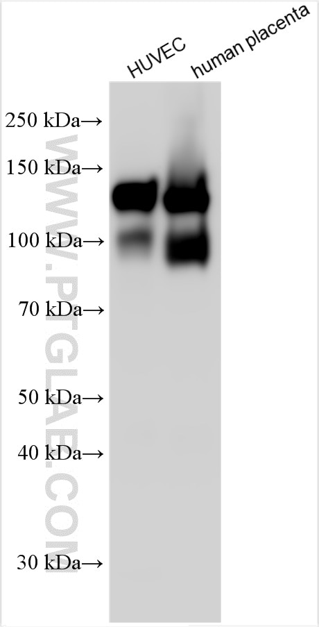 VE-cadherin/CD144