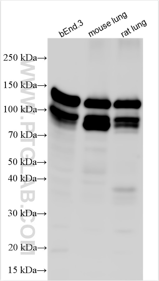 Western Blot (WB) analysis of various lysates using VE-cadherin/CD144 Polyclonal antibody (32332-1-AP)