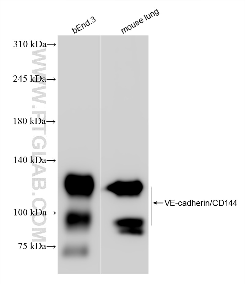 Western Blot (WB) analysis of various lysates using VE-cadherin/CD144 Recombinant antibody (84529-4-RR)