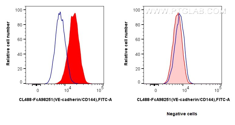 Flow cytometry (FC) experiment of bEnd.3 cells using FcZero-rAb® CoraLite® Plus 488 Anti-Mouse VE-cadhe (CL488-FcA98251)